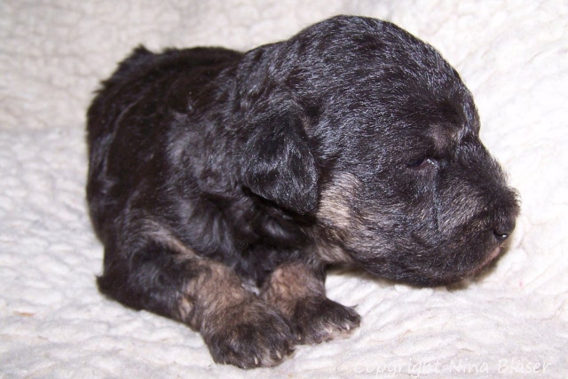 Arc-en-ciel Arlequin - 30.01 (10).JPG